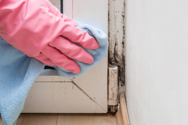 Why You Should Choose Our Mold Remediation Services in New Albany, OH